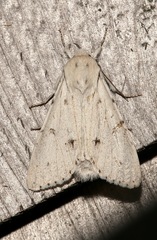 Acronicta vulpina