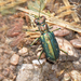 Cicindela punctulata chihuahuae - Photo (c) Steven Mlodinow, μερικά δικαιώματα διατηρούνται (CC BY-NC), uploaded by Steven Mlodinow