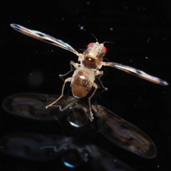 Toxonevra muliebris