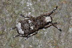 Platystomos albinus