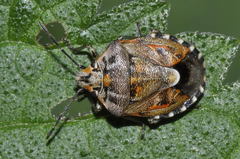 Holcogaster fibulata
