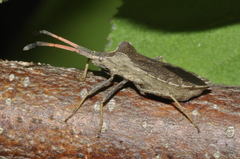 Enoplops scapha