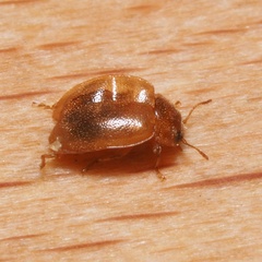 Rhyzobius litura