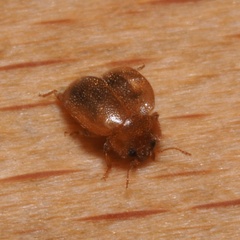 Rhyzobius litura