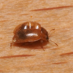 Rhyzobius litura