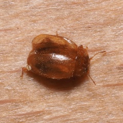 Rhyzobius litura