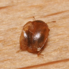 Rhyzobius litura