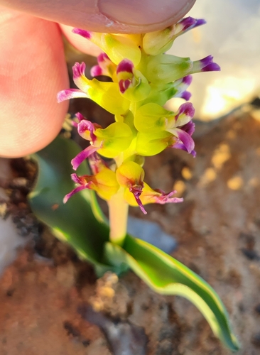 Image of Lachenalia framesii by (c) Andreas Schneider, some rights reserved (CC BY)
