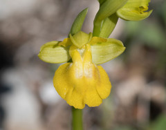 Ophrys lutea lutea