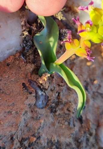 Lachenalia framesii