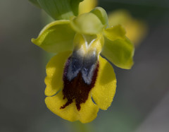 Ophrys lutea lutea
