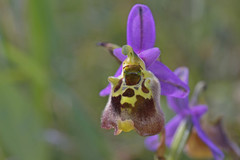 Ophrys fuciflora maxima