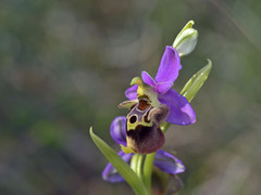 Ophrys fuciflora maxima