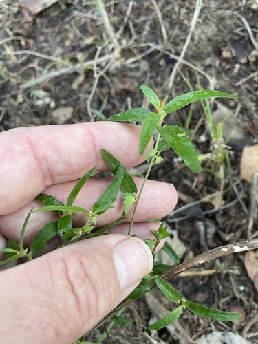 Image of Acalypha monococca by no rights reserved