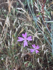 Clarkia biloba