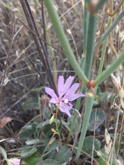Clarkia biloba