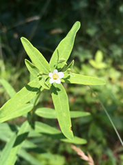 Euphorbia pubentissima