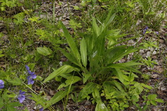 Saussurea pseudotilesii