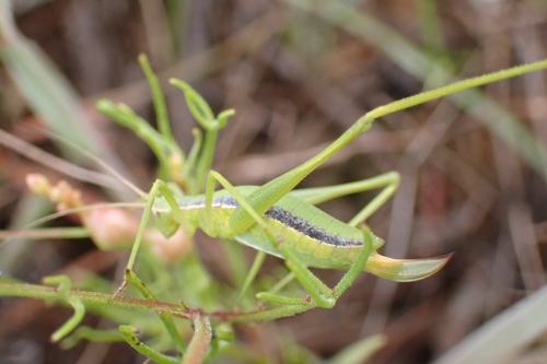 Photo of Serrated Winter Katydid (Brinckiella serricauda)