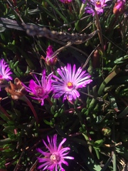 Lampranthus filicaulis