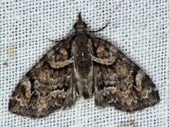 Microdes diplodonta