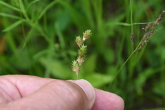Carex bicknellii