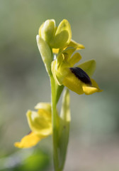 Ophrys lutea lutea