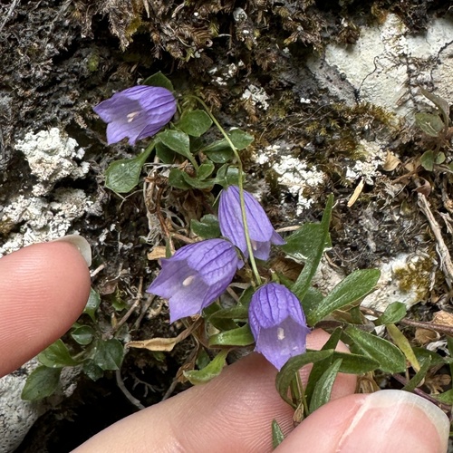 Image of Campanula cespitosa by (c) Madelaine Boyle, some rights reserved (CC BY)