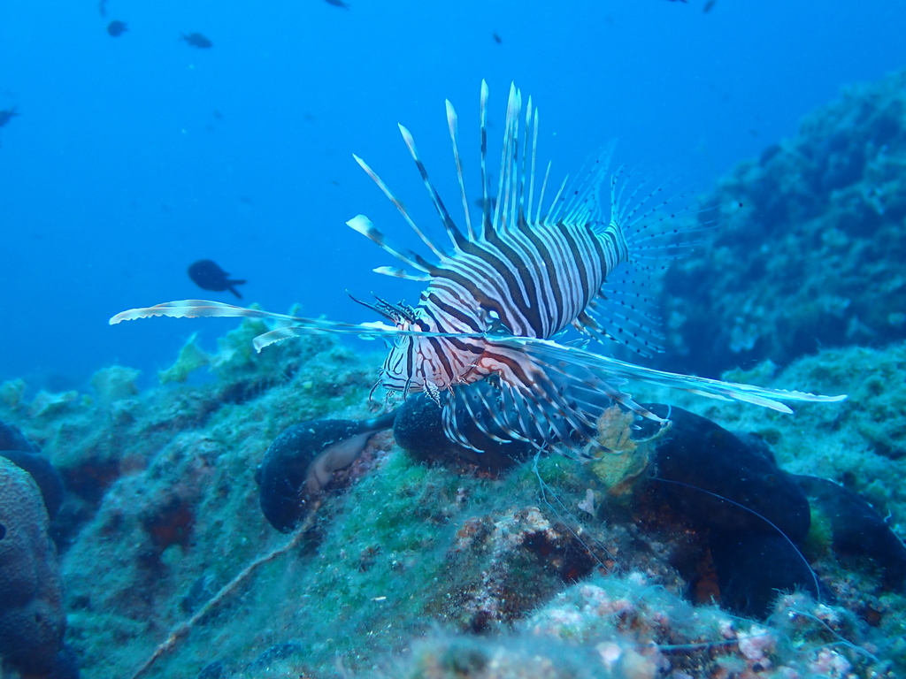 Common lionfish on a rocky reef in western Greece
