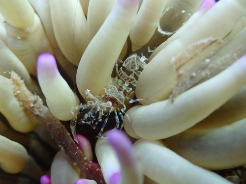Photo of Amethyst shrimp (Periclimenes amethysteus)