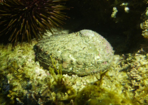 blacklip abalone