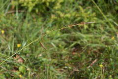 Carex binervis