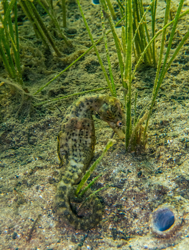 Knysna-zeepaardje (Hippocampus capensis) — Syngnathidae — 5