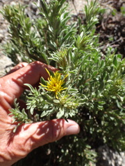 Ericameria suffruticosa