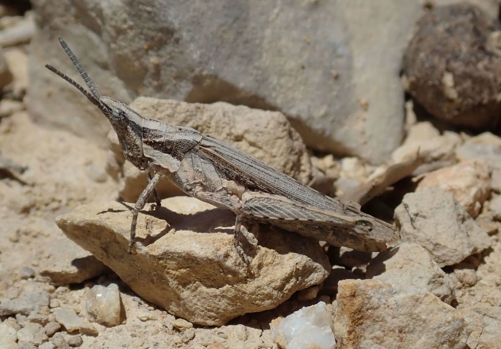 Cone-headed Grasshopper