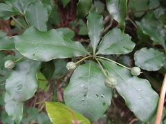 Pittosporum illicioides