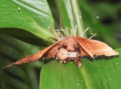 Neoscona menghaiensis