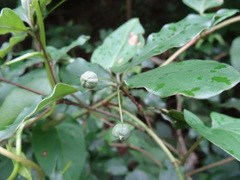 Pittosporum illicioides