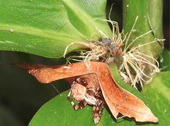 Neoscona menghaiensis