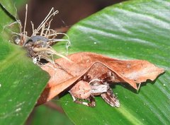 Neoscona menghaiensis