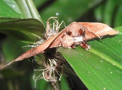 Neoscona menghaiensis