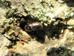 Scolytus