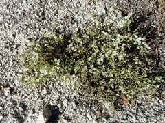 Sabulina nuttallii