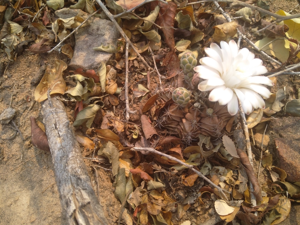Gymnocalycium mendozaense, 170402 Lagerenza'i, Paraguay