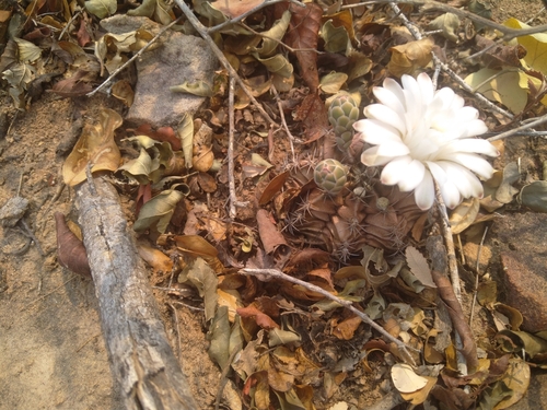 Gymnocalycium mendozaense