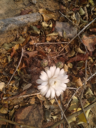 Gymnocalycium mendozaense