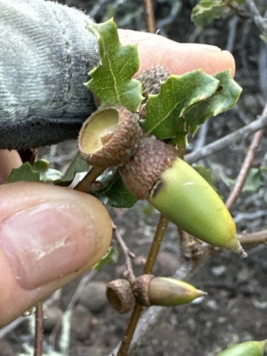 Nuttall's scrub oak