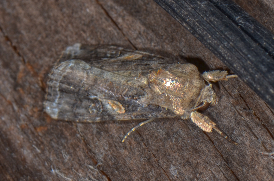 Fall Armyworm Moth from Bill's backyard, Lewes, DE on September 4, 2024 ...