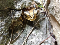 Duttaphrynus melanostictus