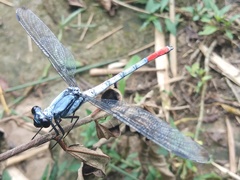Philosina buchi